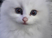 Ragdoll kittens