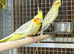 Cocktails parrot