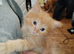 Maincoon/domestic /pure ragdoll