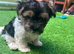 Biewer Terrier puppy