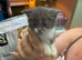 4 beautiful kittens 3 girls & 1 boy