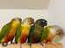 Pineapple Cinnamon & Green cheek Conures
