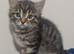 A beautiful litter of 5 kittens British Short Hair