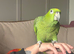Extremely rare mealy x yellow crowned Amazon