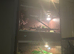 corn snake collection