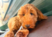 7 month old cavapoo boy