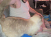 Super friendly Male ragdoll