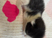 British short /turkish angora