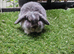 Opal butterfly mini lop baby rabbit boy