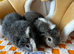 Bonded male guinea pigs x2