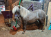 Reg British Spotted Beautiful 4yo silver bay mare 30 inch
