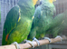 Blue fronted amazon