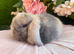Mini lop