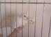 Pair of  albino white cockatiels