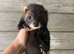 EUs kits 4months old ready now