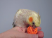 Hand reread silly tame DNA sexed baby cockatiels