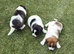 3 unique full bred Jack Russel girls