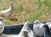 Garden doves for sale