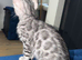 Blue bengal kitten boy