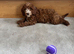 Adorable f1b cavapoo puppies