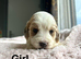 Cockapoo puppies ready to leave us from 10th July