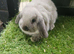 Seal point mini lop baby rabbits only 2 boys left