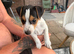Jack Russel pup male