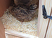 Courtex quails