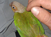 Conure