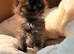 BRITISH SHORTHAIR RAGDOLL CROSS