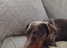 Miniature Dachshund 2 Years old