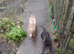 Two long Haired dachund pups for sale