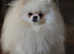 Georgeus Korean Pom.for stud