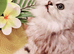 Pure chinchilla Persian