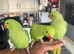 Handreared Indian Ringneck’s