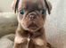 Pug Puppies