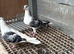 AFGHAN PIGEONS