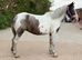 Appy X 13.3 mare.