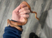 Baby corn snake