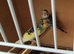 Young Budgies