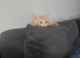 GINGER LONGHAIR BOY KITTEN FOR SALE