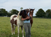 14h coloured gelding for loan