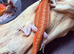 Red Monster baby Bearded Dragons