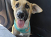 DORA – Dumped Like Rubbish… Now Ready to Become Someone's Treasure