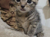 Female Kitten ready 18th march