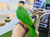 Baby Hand reared Black headed Caique,22