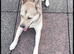 Girl dog