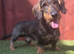 Standard Male Teckel 3 Years Old NOT KC Registered