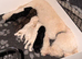 Handsome labradoodle fully dNA health tested