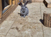 Pure giant continental rabbits